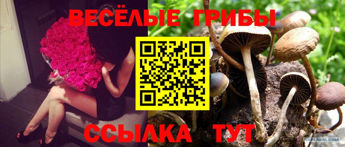 Псилоцибиновые грибы MAGIC MUSHROOMS Елец